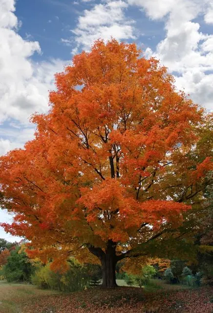 Highland Oaks County Park
