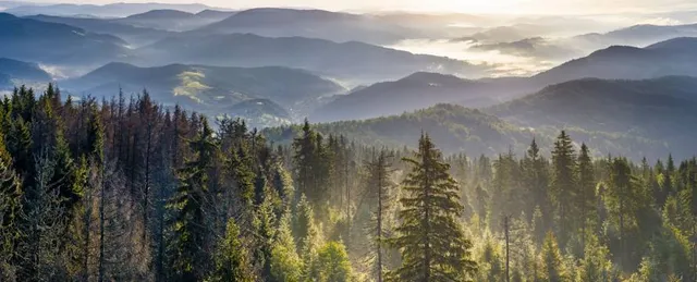 Polana Łapsowa Niżna