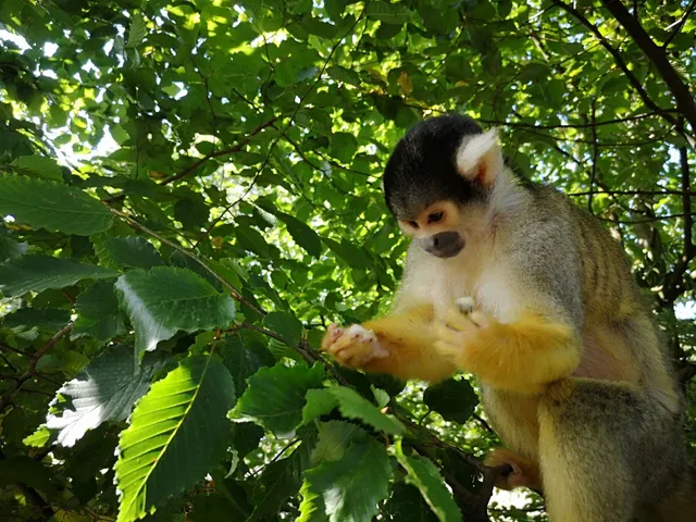 Animal and amusement park Good Eversum