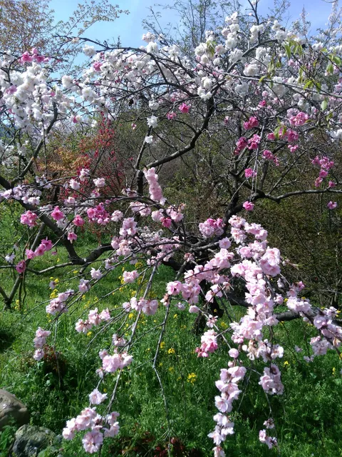 Hanaichiban Koibito Hiroba