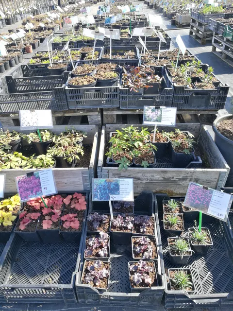 Stādaudzētava "Siguldas dārznieks"