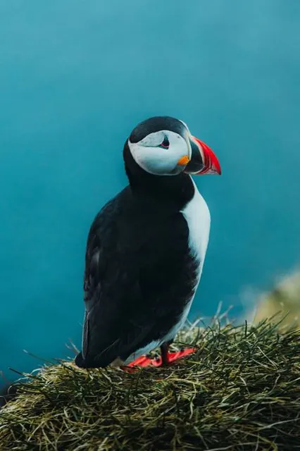 Blue Puffin