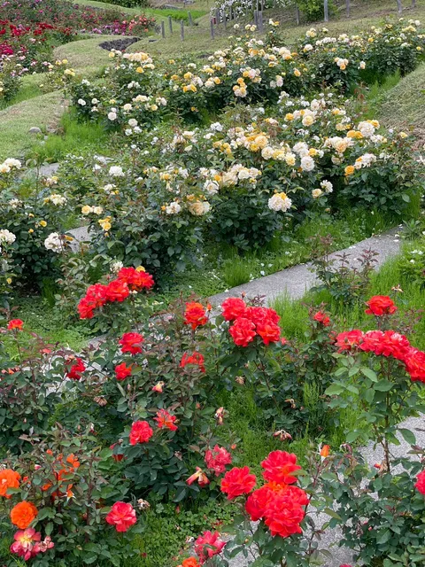 Rose Garden