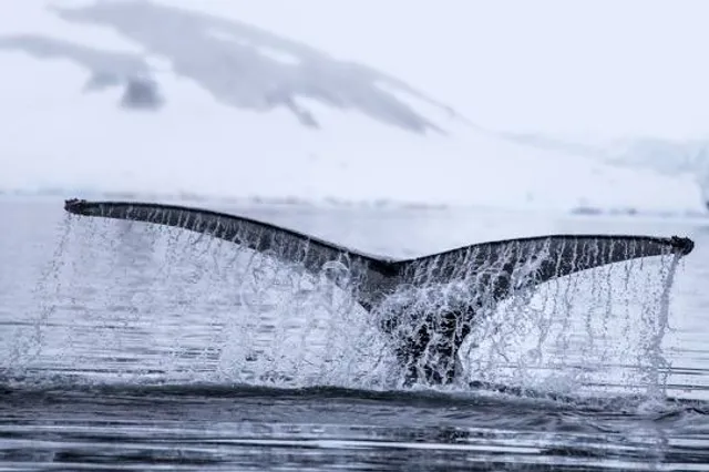 Ocean Hammock Park Walkway