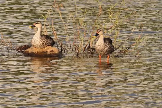 Pallikaranai wetland