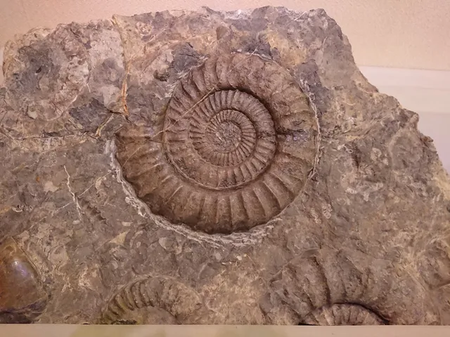Mine Fossil Museum
