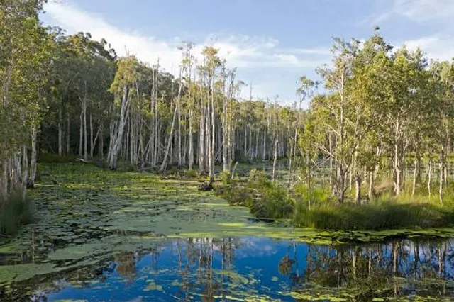 Urunga Wetlands Boardwalk