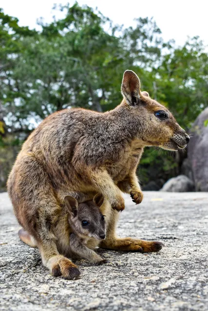 Granite Creek Gorge Wallabies