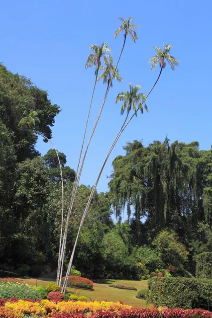 Peradeniya Botanical Garden