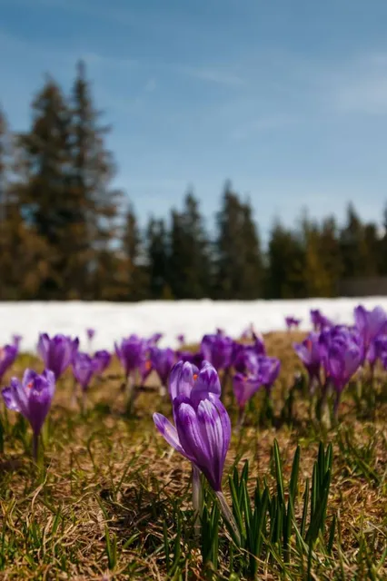 Szałasowy the Altar Hall Turbacz
