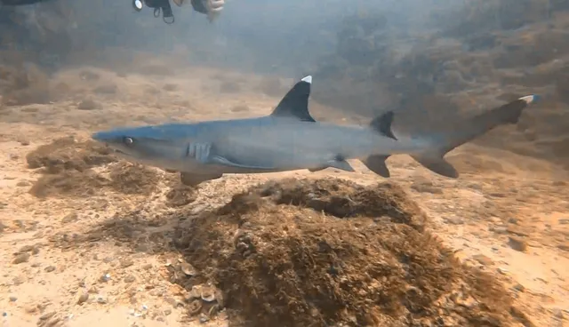 Summer Salt Dive Center