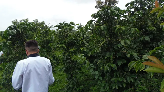 FINCA CAFETERA LA ESMERALDA (solo se reciben visitas bajo reserva previa)
