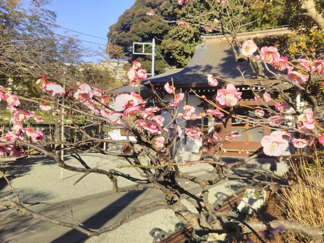 photo-1