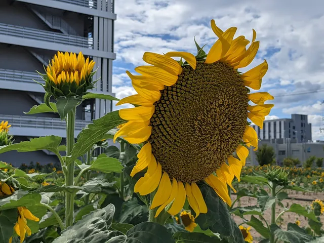 Port Island South Sunflower Square (Minatojima Sunflower Field)