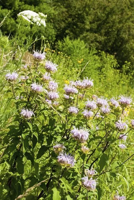 Herbert Hoover Presidential Library and Museum