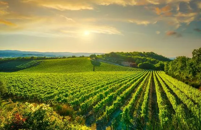 Fattoria Del Teso Srl