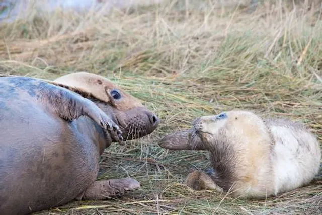 The Seal Sanctuary Wildlife Centre