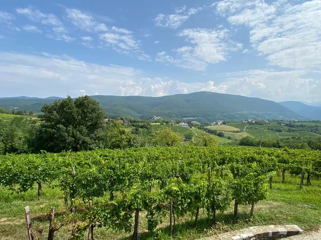 Draga Boutique Winery