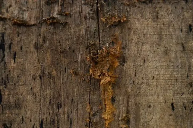 photo-1