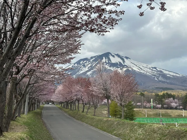 Cherry Tree-Lined Road of Mt. Iwaki