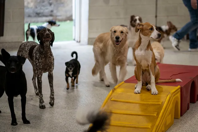 The Dog Stop - Lake Charles