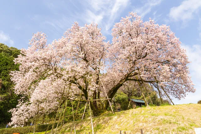 Hundred Years Old Cherry Blossoms