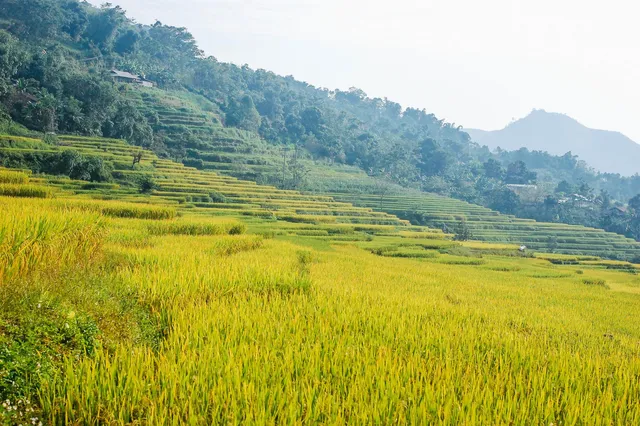 Ruộng Bậc Thang Hồng Thái