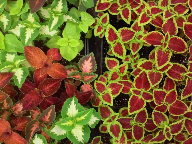 Giamarese Farm & Orchards