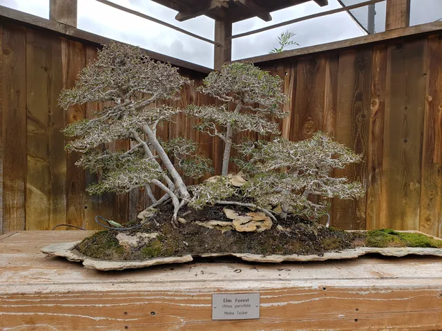 Bonsai Pavilion