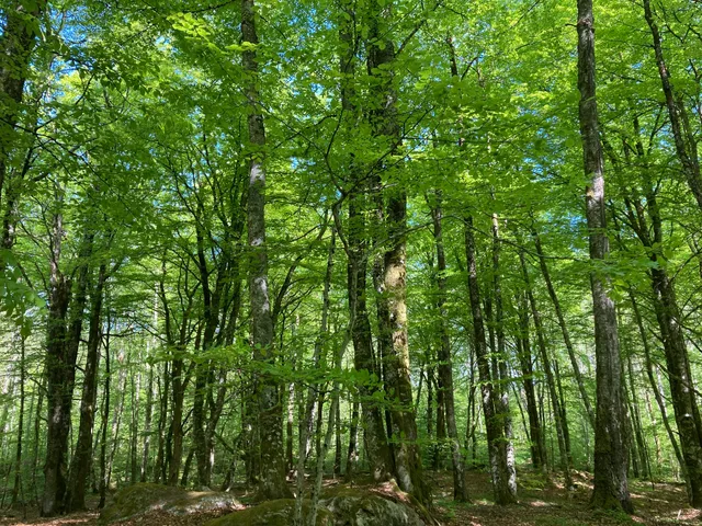 Mollungens naturreservat