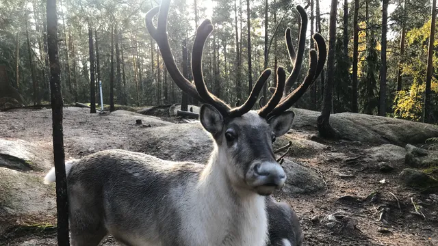 Parque de renos de Nuuksio