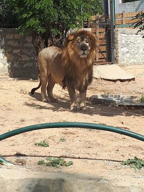 Tunis Belvedere Zoo