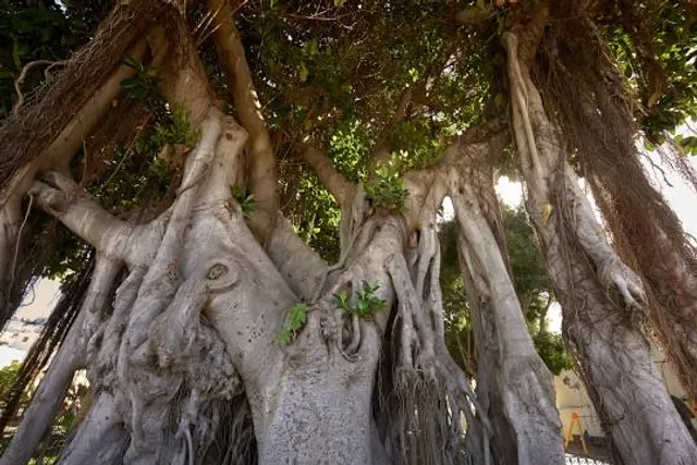 Plaza Andrés de Lorenzo Cáceres. Vista del Drago Mil•lenarii