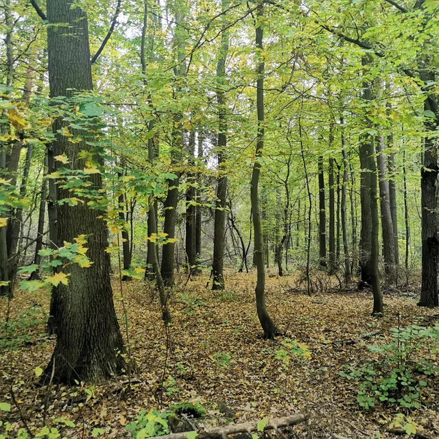 Obszar chronionego krajobrazu - Las Grodziecki