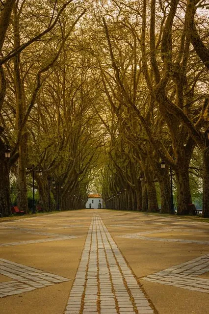 Avenida dos Plátanos