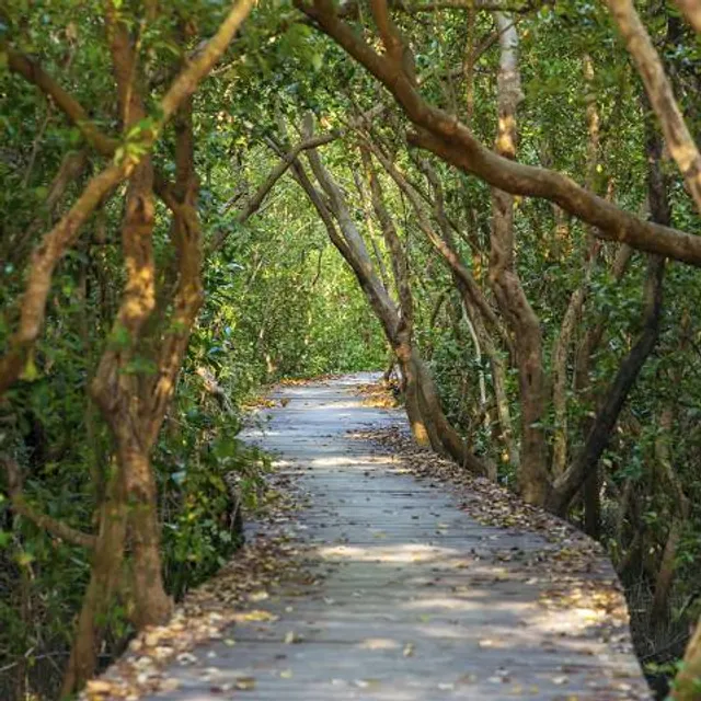 Mangrove Boardwalk