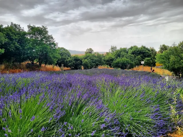 חווה לגידול צמחי בושם, ומיצוי , סיורים חקלאים וסדsade Aromatics Farm