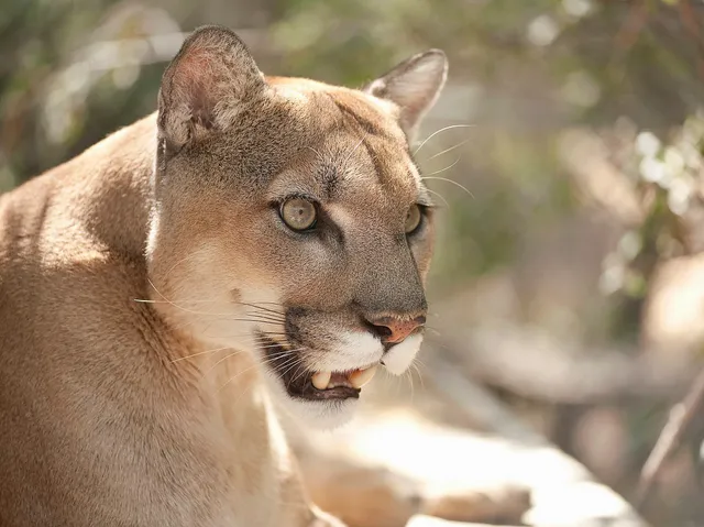 Southwest Wildlife Conservation Center