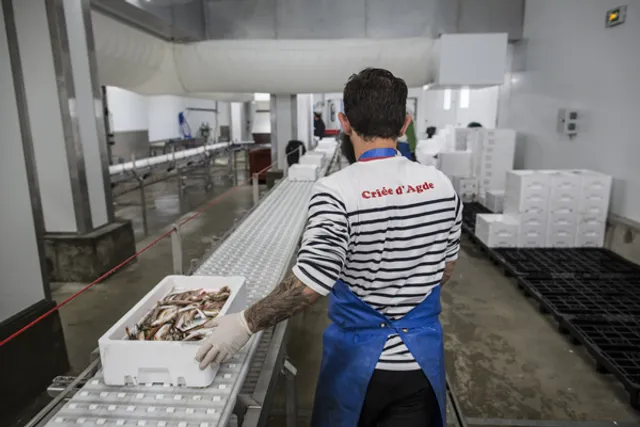 Le Belvédère de la criée du Grau d'Agde