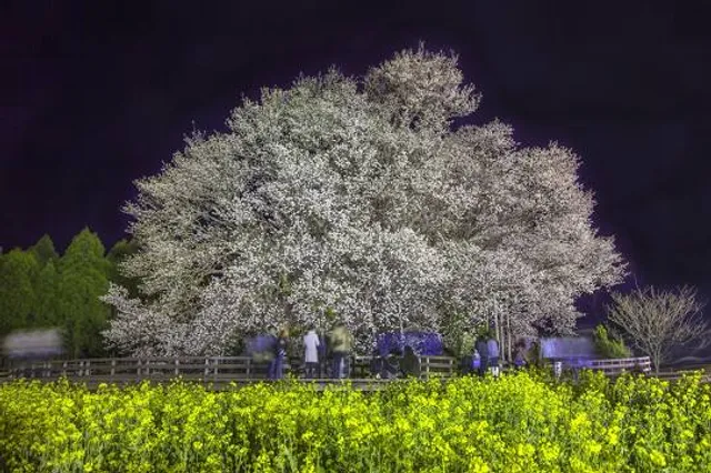 Isshingyo Sakura Tree