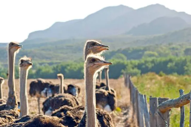 Cape Town Ostrich Ranch