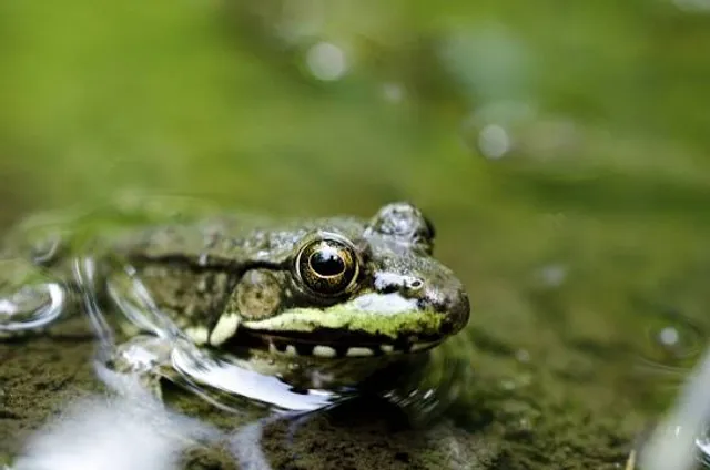 Beaver Creek Reserve - Wise Nature Center