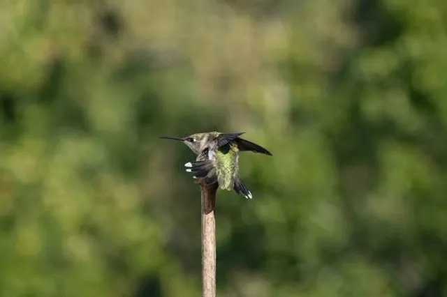 Kottappara Hills Top View Point
