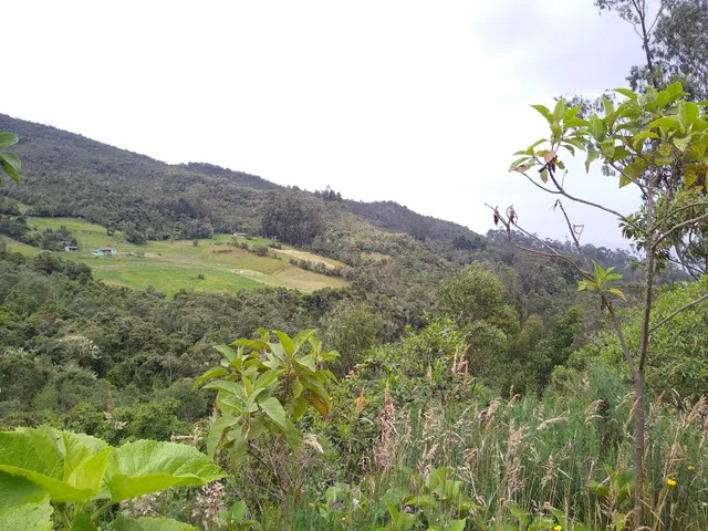 Reserva Biológica Encenillo