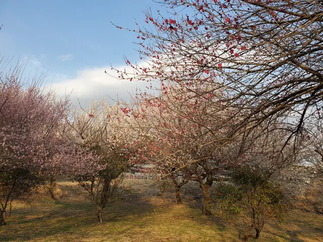Kanumanishikigoi Park
