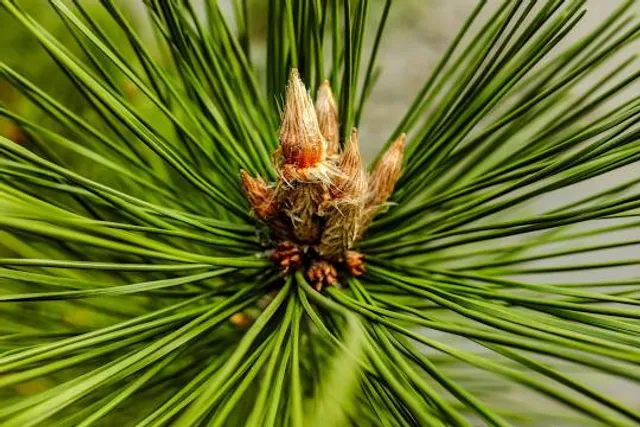 Tai Ping Tian Guo Li Shi Bo Wu Guan