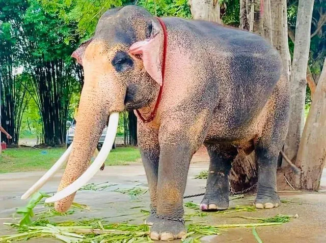 ศูนย์อนุรักษ์ช้าง ช้างทองคำ Changthongkhum Conservation