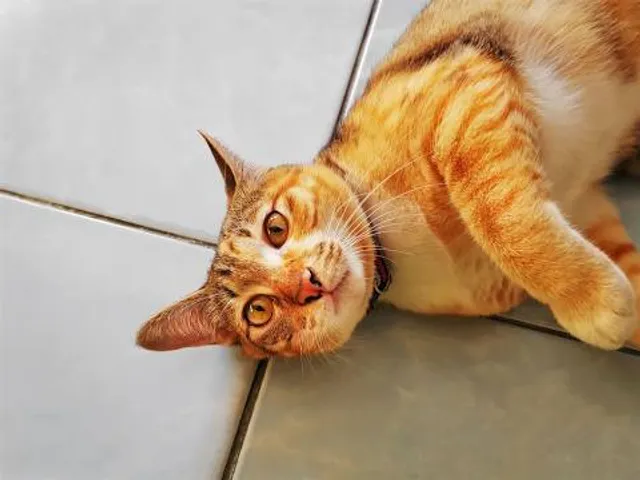 Komi-Permyatskiy Krayevedcheskiy Muzey Im. I.p. Subbotina Permyaka