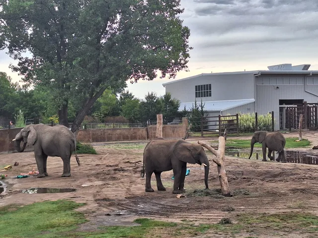 Elephants of the Zambezi River Valley