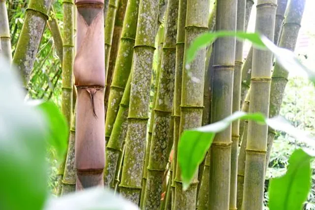 Baras Bird Sanctuary